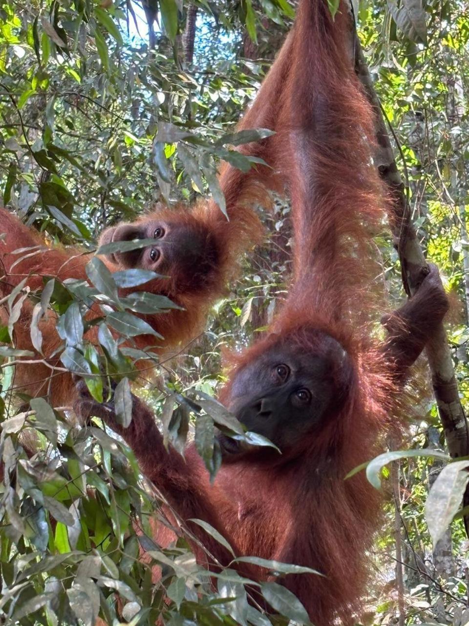 Indra Valley Inn Bukit Lawang Dış mekan fotoğraf